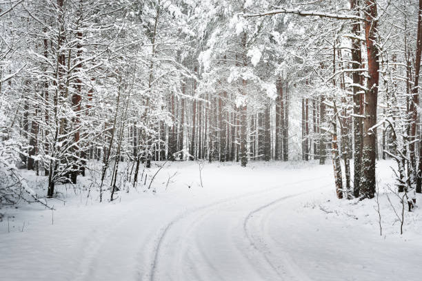 istock Path in a winter forest under thick layer of snow in Latvia 884833650