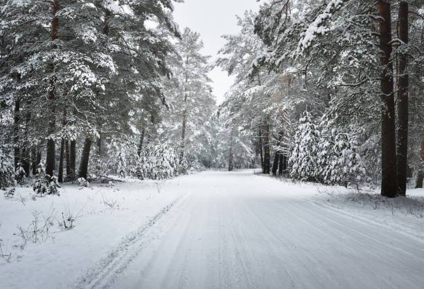 istock Unpaved winter forest road under a layer of fresh snow in Latvia 884833654
