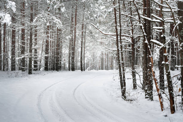 istock Path in a winter forest under thick layer of snow in Latvia 884833682