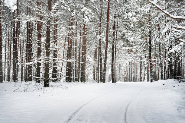 istock Path in a winter forest under thick layer of snow in Latvia 884833692