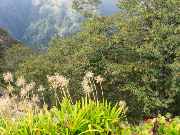 istock the island of madeira 884834380