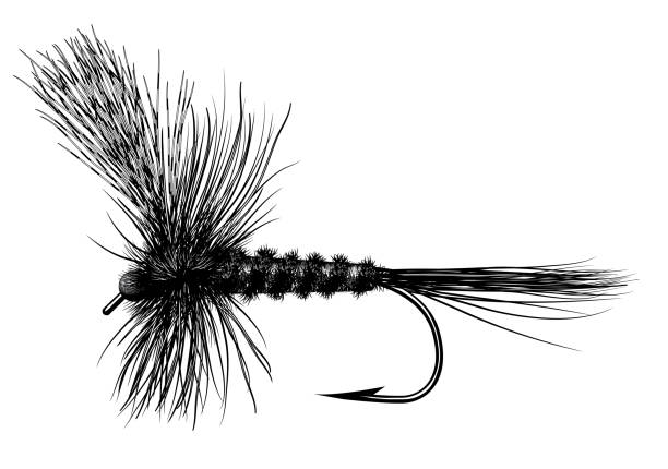 Adams Tied Fly An effective design for fly fishing in the northwest fly fishing illustrations stock illustrations