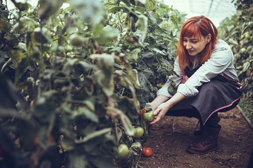 Redhead Girl In Apron Picking Ripe  Organic Tomatoes In Greenhouse
