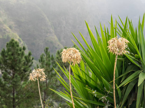 istock the island of madeira 884844648