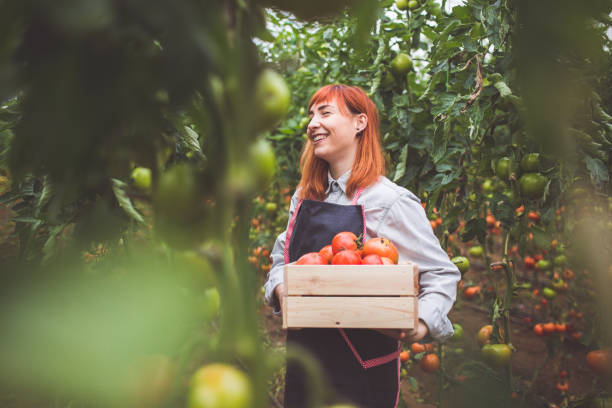 donna felice che raccoglie pomodori maturi - women mature adult smiling cheerful foto e immagini stock