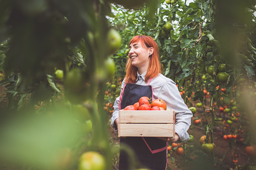 Happy Woman Picking Ripe Tomatoes In Greenhouse