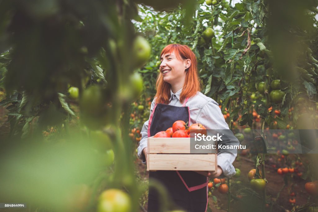 Happy Woman Picking Ripe Tomatoes Happy Woman Picking Ripe Tomatoes In Greenhouse Farmer Stock Photo