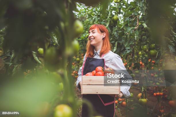 Happy Woman Picking Ripe Tomatoes Stock Photo - Download Image Now - Farmer, Biology, Vegetable