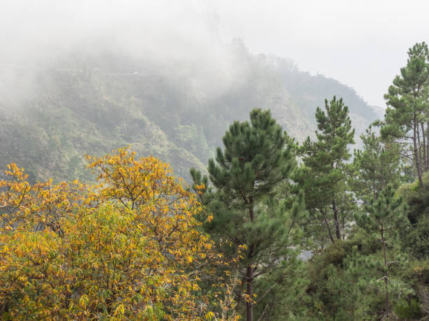 istock the island of madeira 884845080