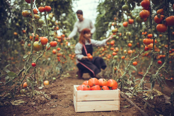 istock Organic Farmhouse 884845442