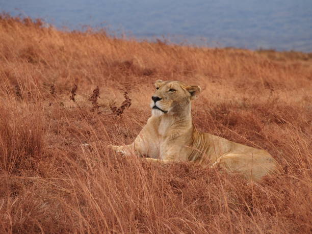 istock Lioness of Africa 884845492