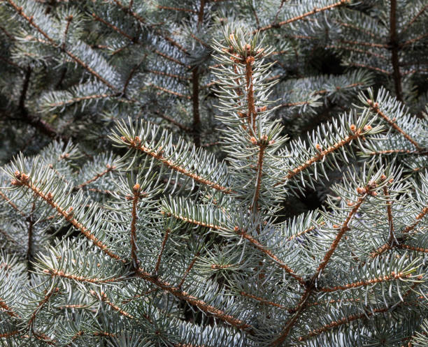 ramas de abeto del colorado azul - spruce tree colorado blue blue spruce fotografías e imágenes de stock