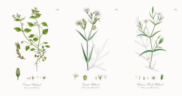 Common Chickweed, Stellaria Media, Victorian Botanical Illustration, 1863 Very Rare, Beautifully Illustrated Antique Engraved and Hand Colored Victorian Botanical Illustration of Common Chickweed, Stellaria Media, 1863 Plants. Plate 229, Published in 1863. Source: Original edition from my own archives. Copyright has expired on this artwork. Digitally restored. stellaria media stock illustrations