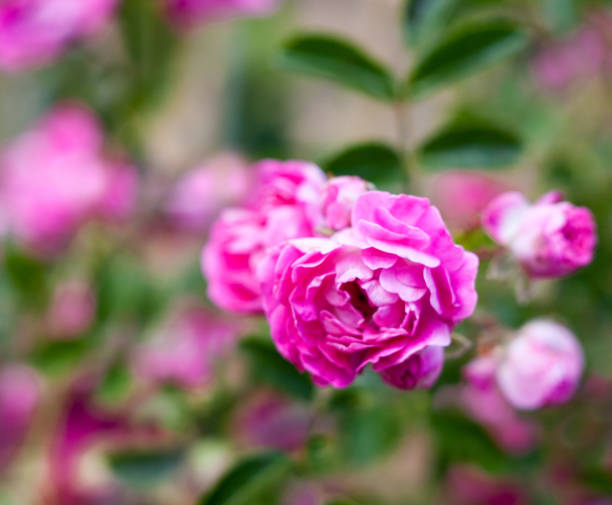 istock Pink rose flowers 884851754