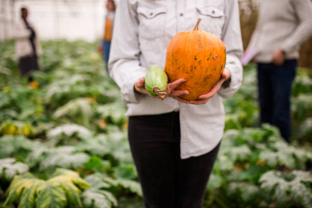Young Woman Holding Organic Pumpkin And Green Paprika In Greenhouse Full Of Tomatoes