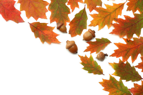 istock autumn background with colored oak leaves isolated on white background. top view 884855338