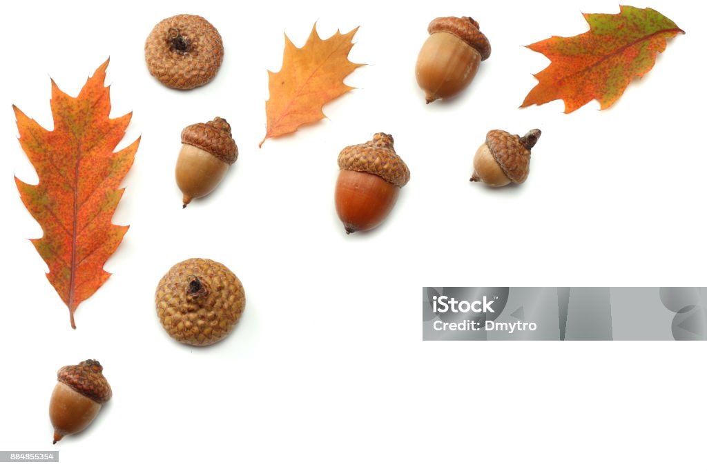 autumn background with colored oak leaves isolated on white background. top view Acorn Stock Photo