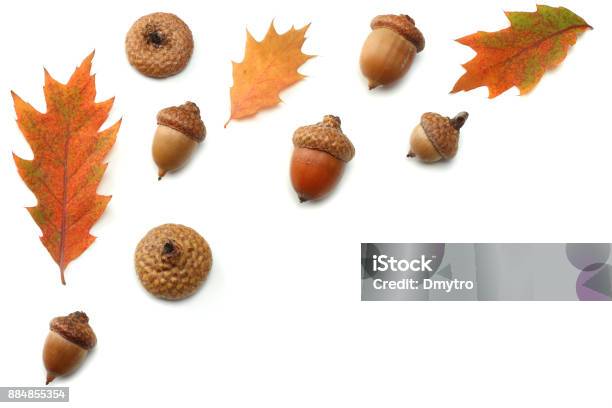 Autumn Background With Colored Oak Leaves Isolated On White Background Top View Stock Photo - Download Image Now