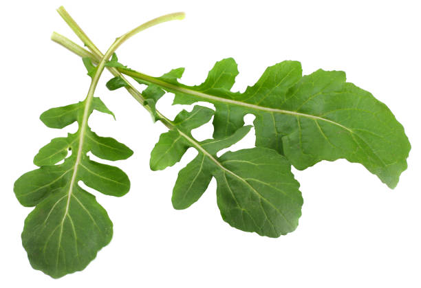 istock green fresh rucola leaves isolated on white background. Rocket salad or arugula. 884856828