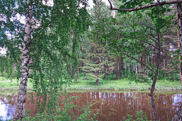 istock Summer landscape on the river bank 884858250