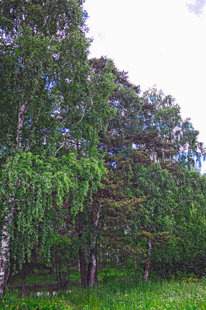 istock Summer landscape on the river bank 884858260