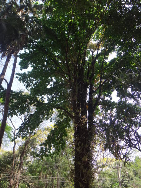 istock Details of a tree in the park 884858378