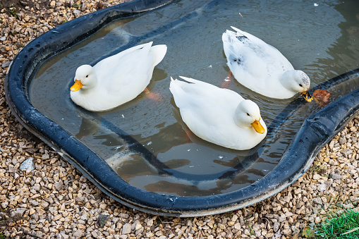 Three white Call Ducks in a little pond