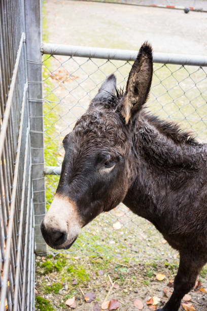 istock black donkey at fence close up view behind gate 884861532