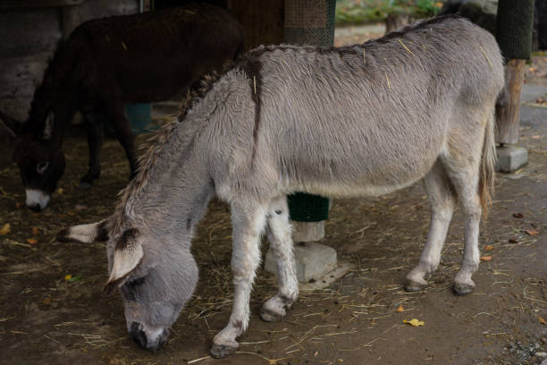 istock grey and brown donkey eating from floor at barn 884862666