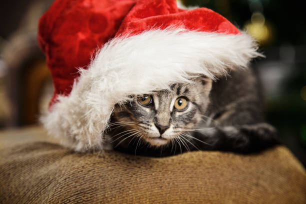 istock Little kitten in a Santa Claus hat 884865908