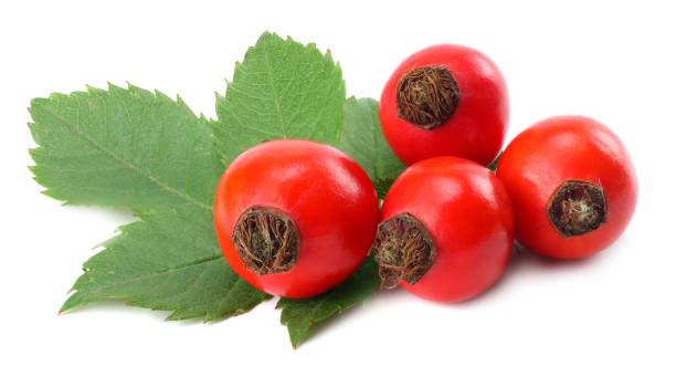 istock Dog Rose or wild rose (Rosa canina) berries with green leaf isolated on white background 884874604