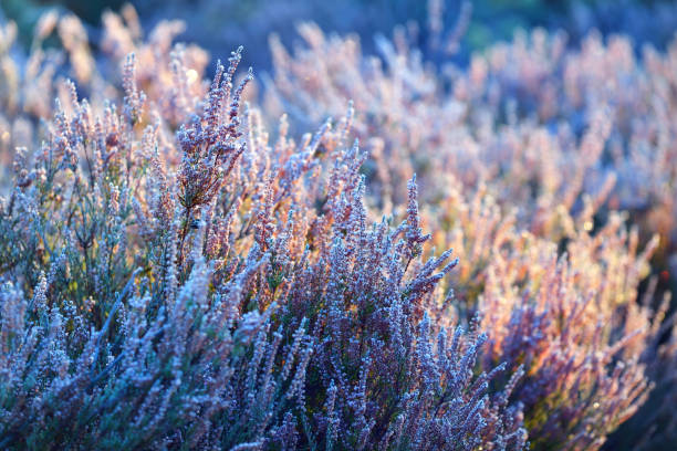 istock Heather plants at the sunrise covered in rime 884878204