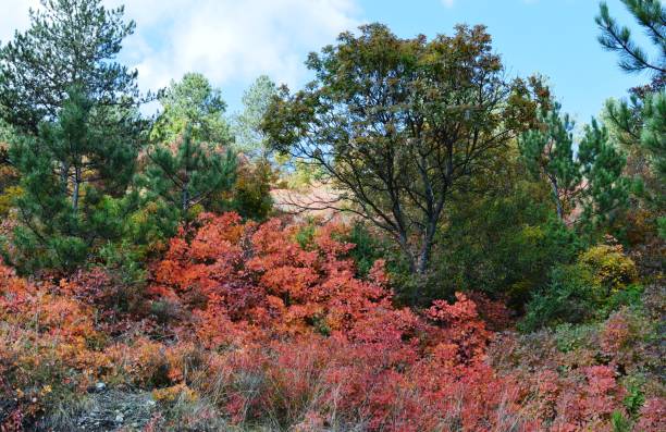 istock autumn leaves in the forest 884879234