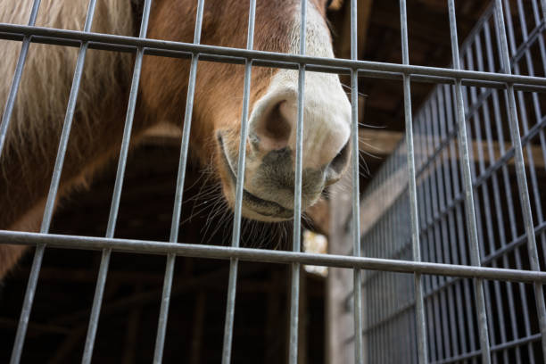 istock brown horse behind fence low angle view 884902516