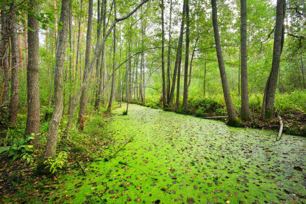 istock Forest swamp covered with duckweed (Lemna) plants 884911850