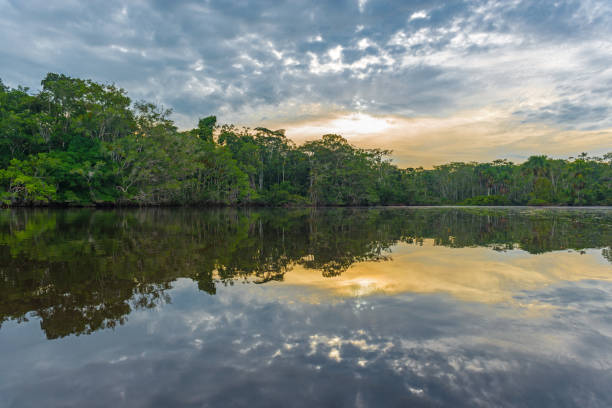 Amazon Rainforest Sunset Reflection Reflection of the tropical rainforest in the Amazon river basin at sunset, Yasuni National Park, Ecuador, South America. ceiba tree photos stock pictures, royalty-free photos & images