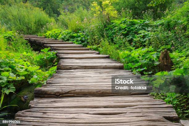 Photo libre de droit de Chemin En Bois Dans Le Parc National Plitvice En Croatie banque d'images et plus d'images libres de droit de Allée couverte de planches