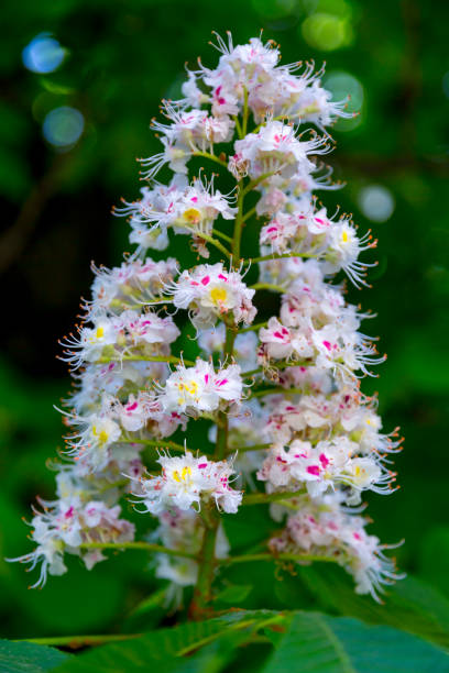 istock Horse chestnut blossom 885014930