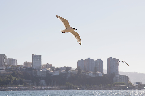 Valparaiso street art seagull pacific ocean