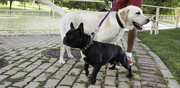 istock Dogs in the street 885022648