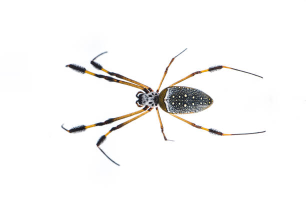 istock Golden silk nephila spider in a white background 885022736