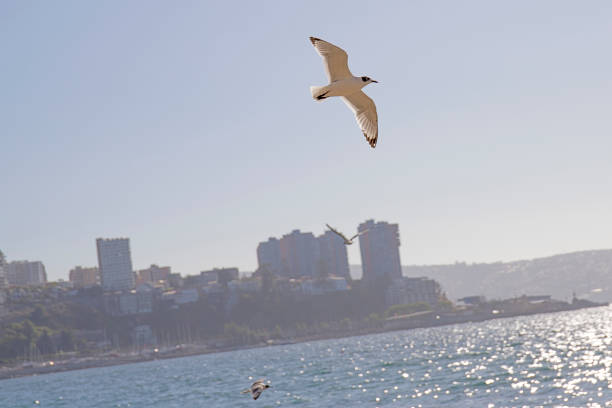 Valparaiso street art seagull pacific ocean