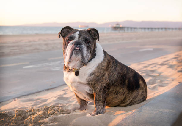 Senior bulldog sits on the sandy beach by a bikepath Senior bulldog wearing a collar with tags  sits on the sandy beach by a bike path at the ocean. It is in the early eveing.. ugly dog stock pictures, royalty-free photos & images