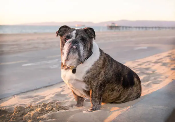Senior bulldog wearing a collar with tags  sits on the sandy beach by a bike path at the ocean. It is in the early eveing..