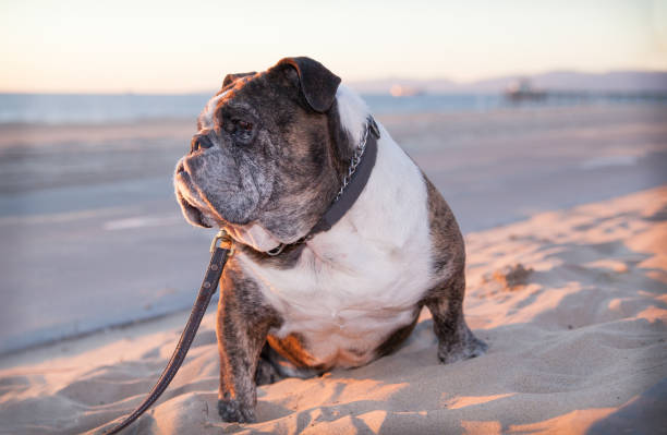 istock Elderly bulldog sitting on the beach, water view 885033206