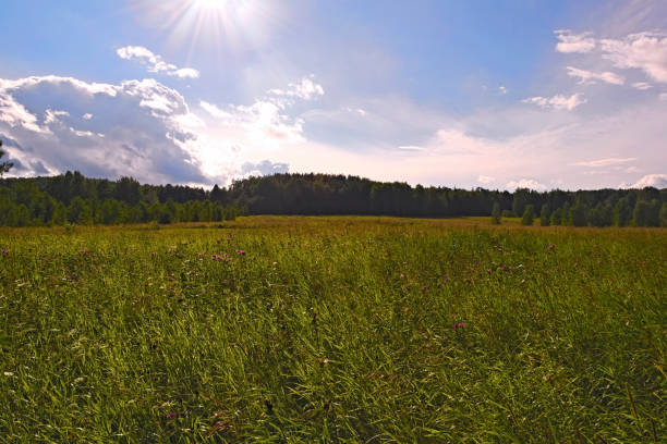 istock A summer day at the edge of the forest 885033332