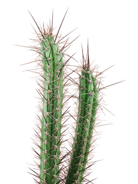 istock Two cactus Selenycereus thorns. Isolated . 885033370