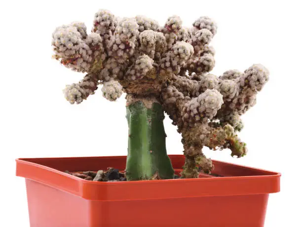 Interesting coral-like flowering cactus in a brown flower pot. Isolated on white background.