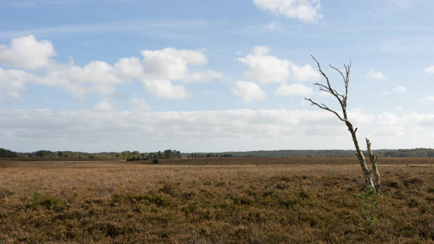 istock Single bare tree stands alone on a barren moor landscape 885035764