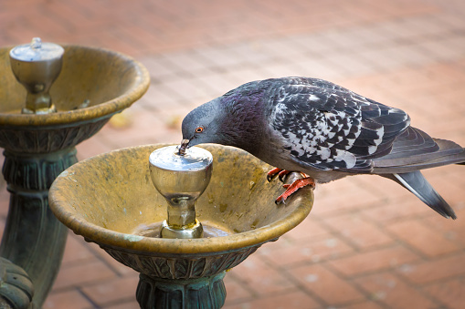 A pigeon drinking water from a Benson fountain.